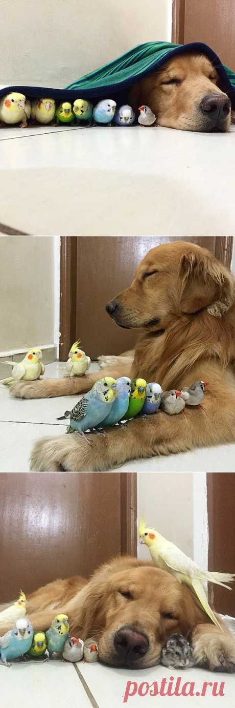 A Dog, 8 Birds and a Hamster Are the Most Unusual Best Friends EVER. | Cute animal things