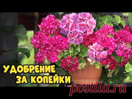 Всего одно удобрение накормит всю рассаду за копейки