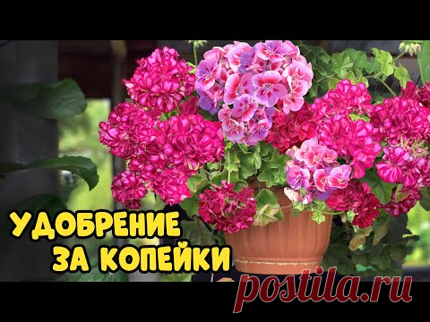Всего одно удобрение накормит всю рассаду за копейки