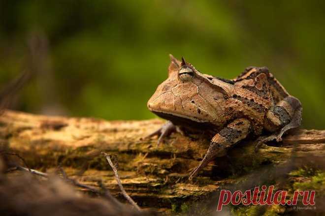 Самые крутые лягушки и жабы в мире – 20 фото