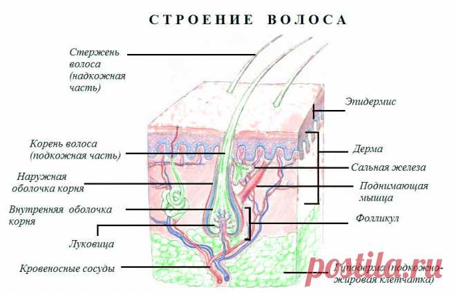 Седина - это обратимый процесс? 12 способов вернуть цвет | 7 минут на красоту | Яндекс Дзен