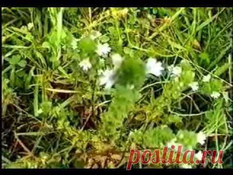 Применение очанки | Живем легко