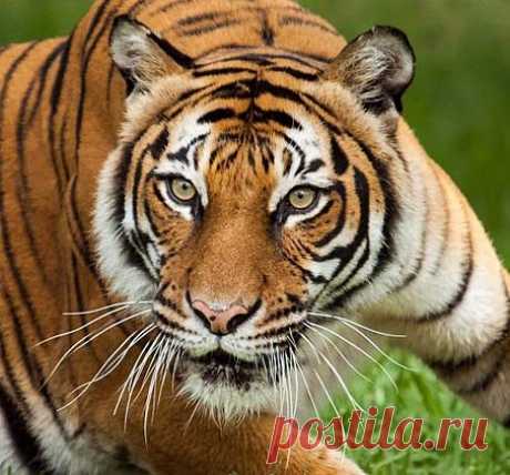 Tigers - Largest Cats, Beautiful Stripes, Like to Swim | Animal Pictures and Facts | FactZoo.com