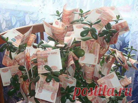 ДЕНЕЖНЫЙ ЗАГОВОР НА КОМНАТНЫЕ ЦВЕТЫ. | Познавательный сайт ,,1000 мелочей&quot;