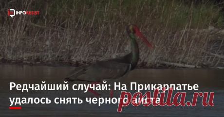 В селе Залуква, что на Ивано-Франковщине, сняли на видео черного аиста, который занесен в Красную книгу. ...