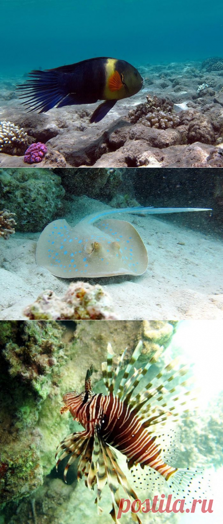 Необычайный по красоте подводный мир Красного моря.