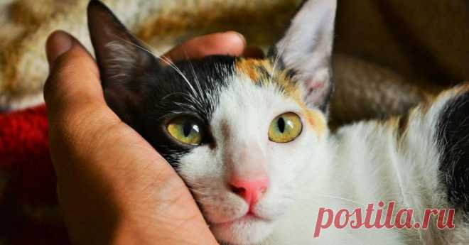 Коты ложатся туда, где больно, Тихонько греют бока и души. Коты не люди и жаль, невольно, Коты умеют дышать и слушать.