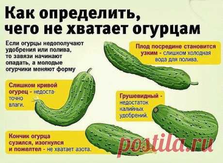 Фотография в альбоме «Гифы»