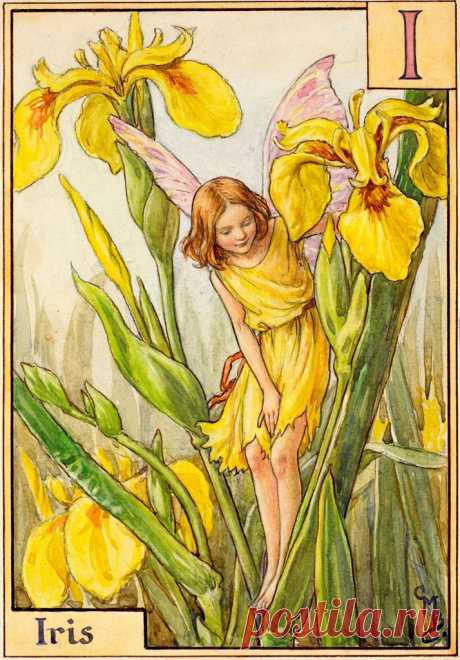 "Алфавит фей" английской художницы-иллюстратора Cicely Mary Barker (1895−1973)