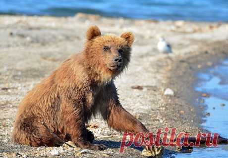 Медвежонок и камушек | National Geographic Россия