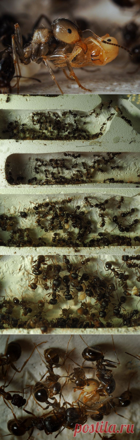 Муравьиный роддом: как рождаются муравьи? Макрофотограф Ирина Козорог - Фотоискусство