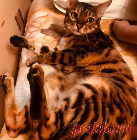 10 гигантских котов, которые поднимут вам настроение