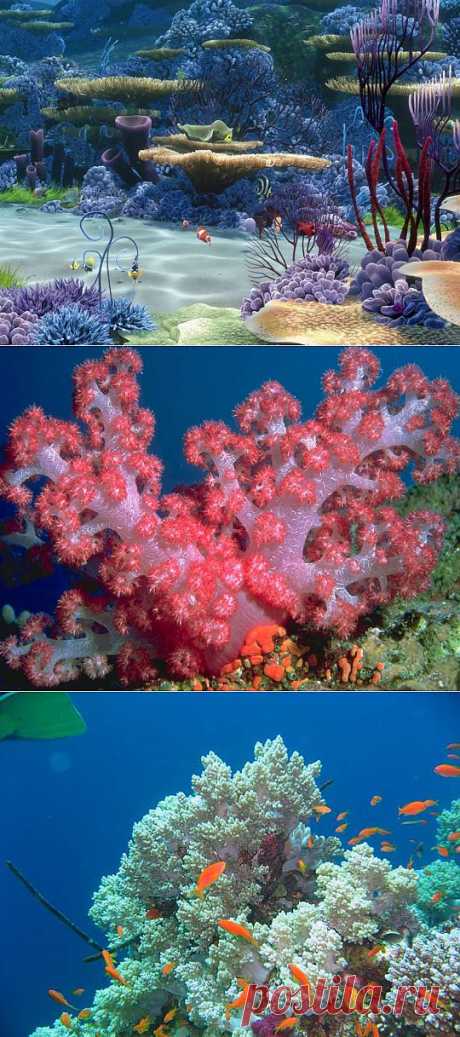 кораллы, коралловый риф картинки, фото, видео ..