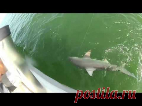 Goliath Grouper Gobbles Up a 4-Foot Shark in 1 Bite
