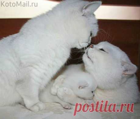 Счастливая семья | KotoMail.ru