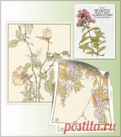 Botanicals. Jeannie Foord