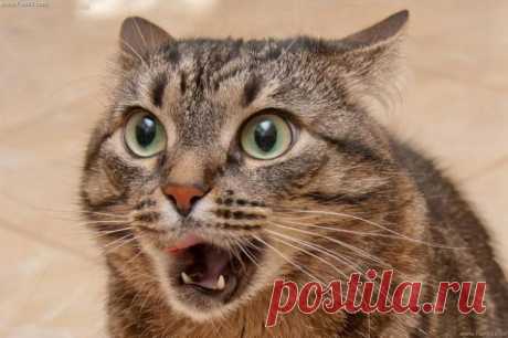Смешные и неловкие коты Небольшая подборка гифок и картинок с просторов интернета с неловкими котами, для поднятия настроения в этот тяжёлый декабрьский вторник... ПРЕДАТЕЛЬ... Источник