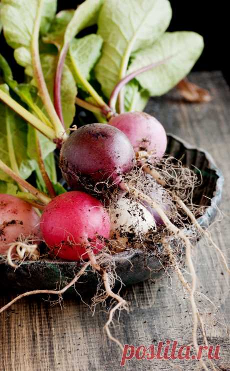 bunch of radishes lies on plate, wooden background, selective focus / 500px