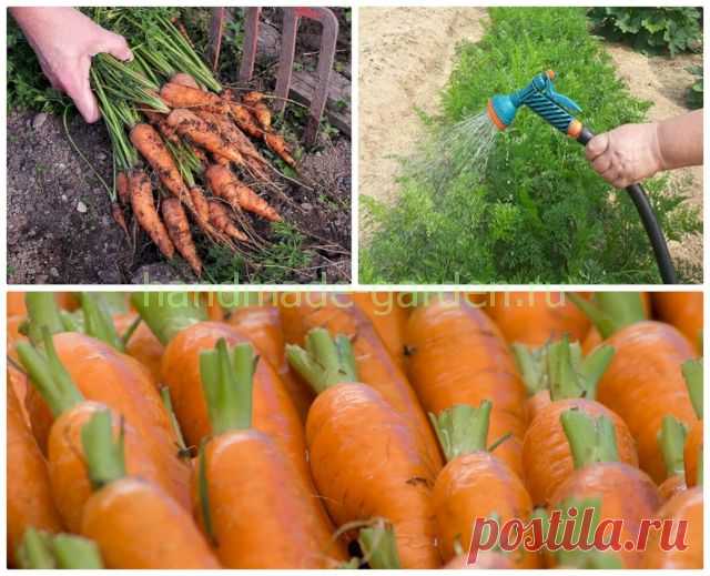 Как рассчитать сроки уборки моркови в 2022 году по лунному календарю - Своими руками на даче - как посеять, сажать, ухаживать за растениями и цветами