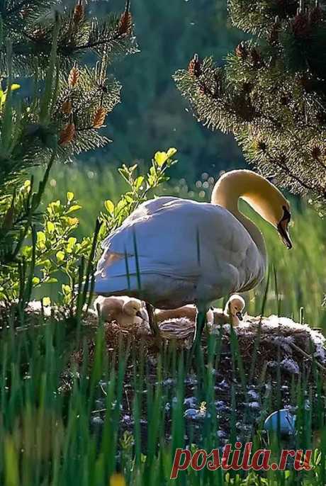 Google+