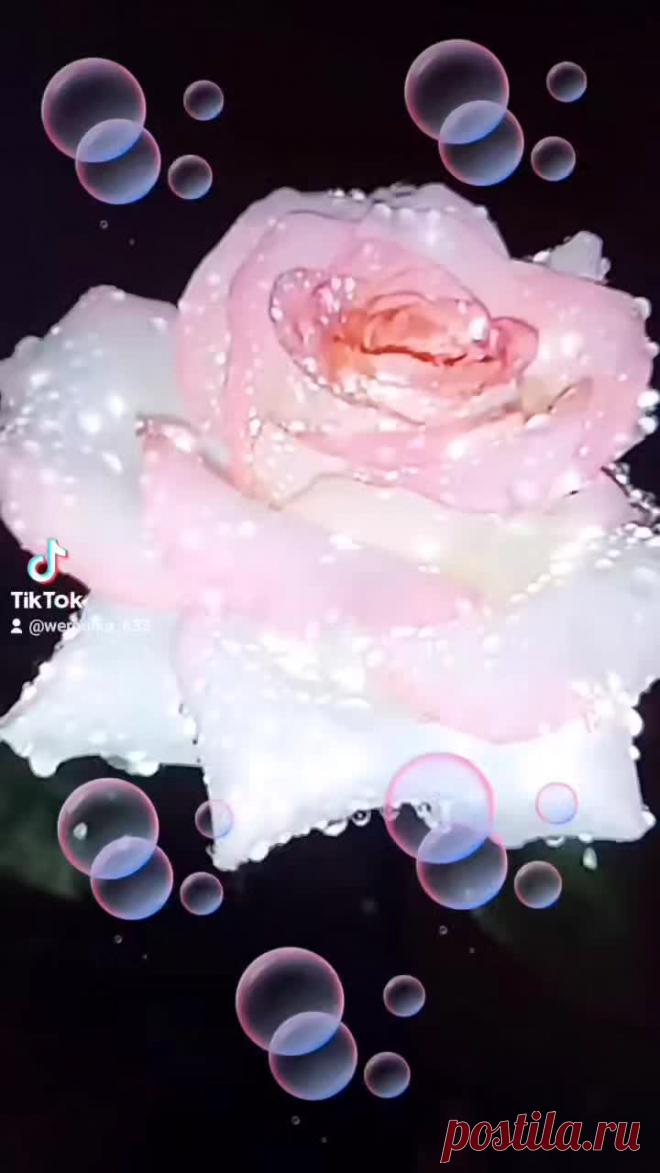 Weronika (@weronika_633) TikTok | Смотреть свежие видео Weronika в TikTok