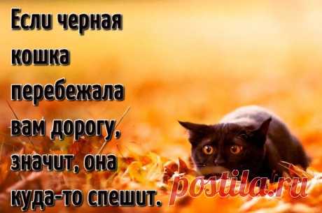 Смешные цитаты и афоризмы о кошках