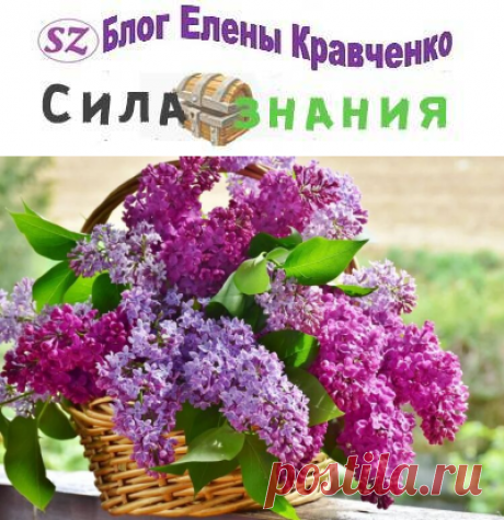 Настойка цветов сирени на водке + применение и лечение суставов
