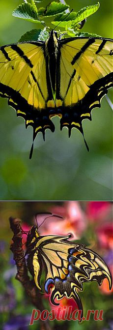 (1) Yellow Butterfly | Wings