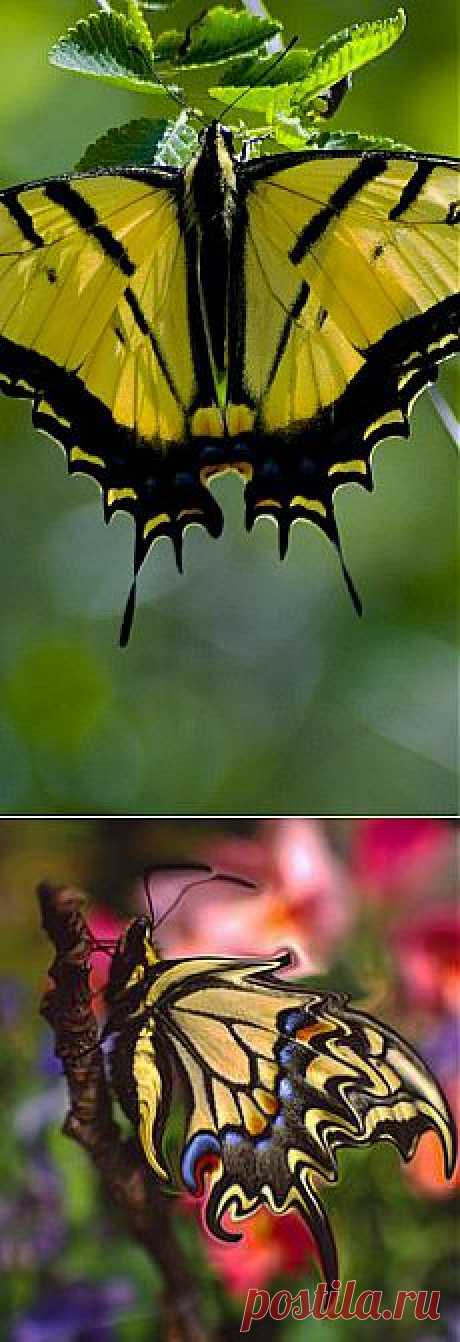 (1) Yellow Butterfly | Wings