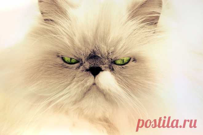 Кошка Портрет Животного Домашняя - Бесплатное фото на Pixabay