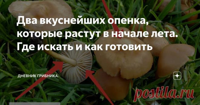 Два вкуснейших опенка, которые растут в начале лета. Где искать и как готовить До любимых широкими народными массами опят осенних еще несколько месяцев, но два гриба, тоже называемых опятами, уже растут. 1. Опенок летний.  Варушка, говорушка, опенок липовый - Kuehneromyces mutabilis (Кюнеромицес изменчивый).   Шляпка диаметром 3—6 см, до 10, у молодых грибов выпуклая, по мере старения гриба становится плоской, с хорошо выраженным широким бугорком.  В дождливую погоду просв...