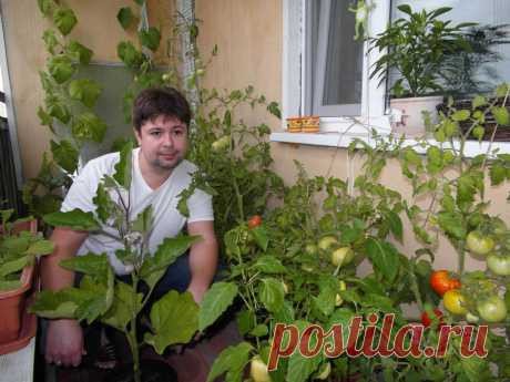 Огород на балконе: 6 секретов урожая