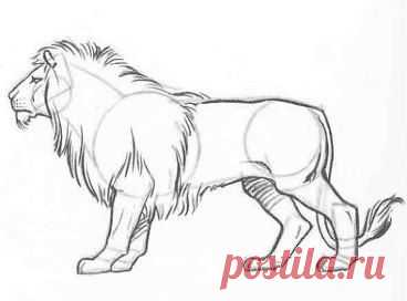 Рисуем льва