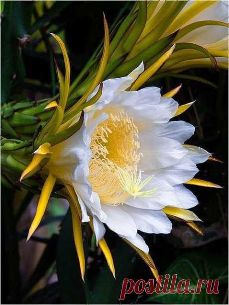 • Dragon Fruit flower •