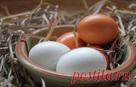 Чем отличаются белые куриные яйца от коричневых / Домоседы