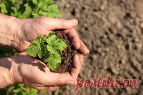 7 способов погубить смородину