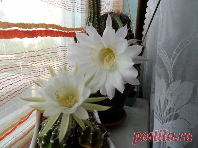мои цв.кактусы