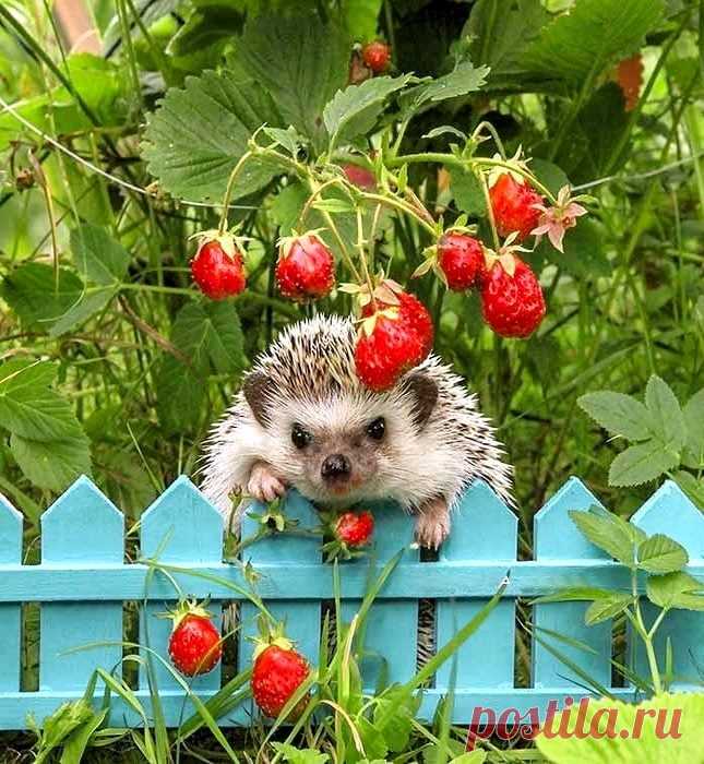 Садовник.😎😍 ️ | Животные | Постила