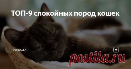 ТОП-9 спокойных пород кошек Активные, дружелюбные, капризные - вот лишь несколько слов, которыми можно описать характер кошек. Мы, люди, тоже разные, даже к выбору кошки относимся по-разному: одни, как я, не выбирают питомца, другим важны определенные качества, по которым будущий хозяин выбирает породу. Многим важно, чтобы питомец был спокойным и дружелюбным, особенно, если дома маленький ребенок. Существует множество пород, которые известны своим спокойным нравом, о них п...