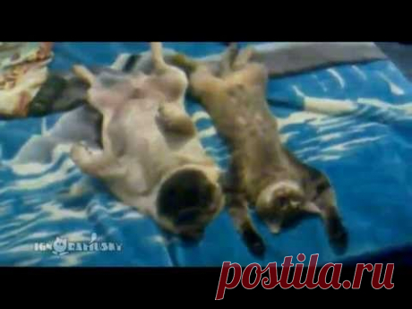 Cat and Pug relaxing (Кот и мопс отдыхают)