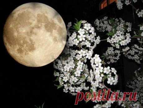 Лунный календарь для растений на июнь 2016 год.