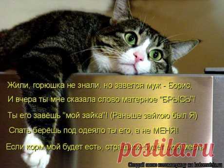 Муркотушки! - bravo-bravissimo 2 - Группы Мой Мир