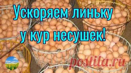 Ускоряем линьку у кур несушек! Куры несутся всегда!