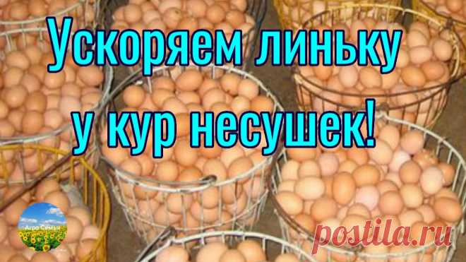 Ускоряем линьку у кур несушек! Куры несутся всегда!