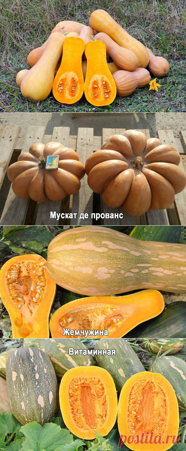 Как растет мускатная тыква фото Особенности выращивания мускатной тыквы, уход и описание лучших сорт � ДАЧА Пост