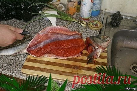 Красная рыба засоленная... в морозилке - необычный рецепт приготовления.