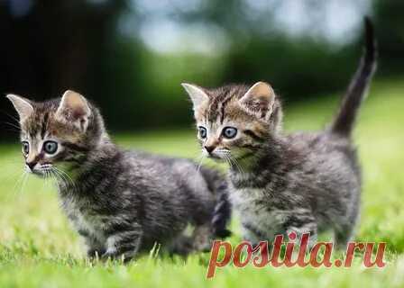 Кошки Маленькие: 3 тыс изображений найдено в Яндекс.Картинках