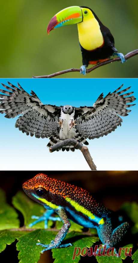 (+1) - 10 удивительных животных тропических лесов | Занимательный журнал