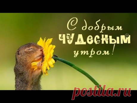 Доброе утро! Желаю ласки, добра и нежности!