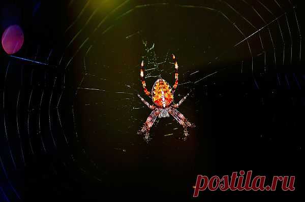 Spider  Free Stock Photo HD - Public Domain Pictures